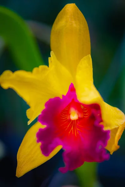 Orchidées Cattleya, Cattleya labiata — Photo