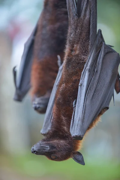 과일 박쥐 Pteropus 뱀파이어 또는 대형 비행 여우 — 스톡 사진