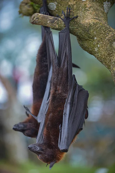 Pteropus vampiro murciélago de frutas o zorro volador grande —  Fotos de Stock