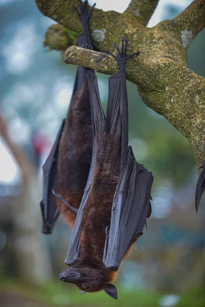 Pteropus vampiro murciélago de frutas o zorro volador grande —  Fotos de Stock