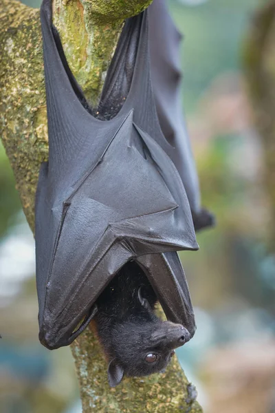 Fruit Bat Pteropus vampyrus или Large Flying Fox — стоковое фото