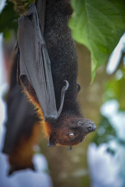 Pteropus vampiro murciélago de frutas o zorro volador grande —  Fotos de Stock