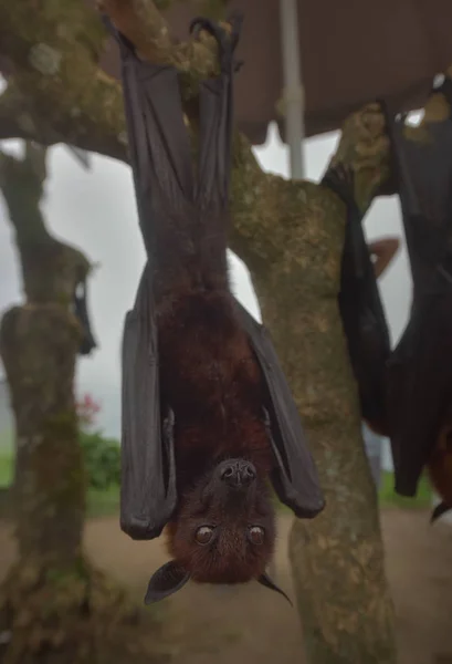 Fruit Bat Pteropus vampyrus или Large Flying Fox — стоковое фото