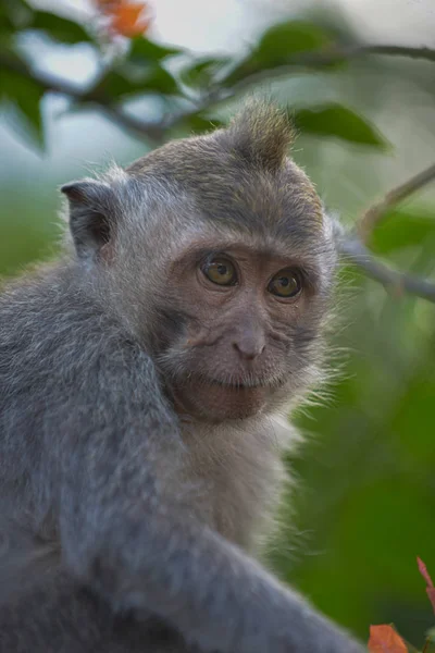 Cangrejo comiendo macaco, Macaca Fascicularis Monkey Forest Ubud Bali —  Fotos de Stock