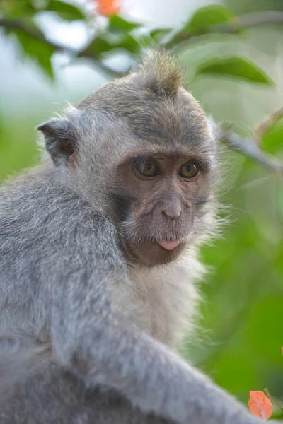 Crab eating macaque, Macaca Fascicularis Monkey Forest Ubud Bali — Stock Photo, Image