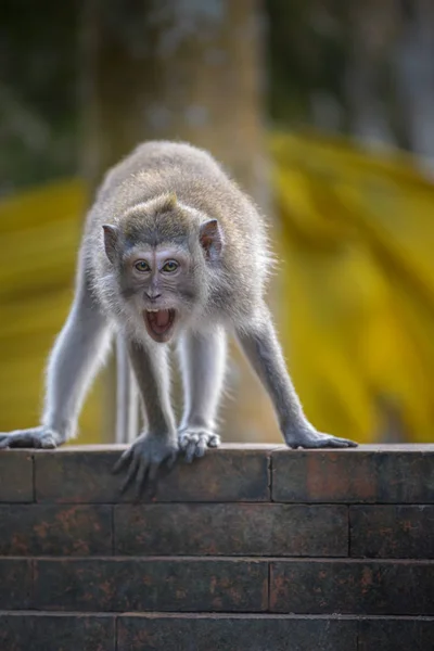 Mono enojado Macaca Fascicularis Monkey Forest Ubud Bali —  Fotos de Stock