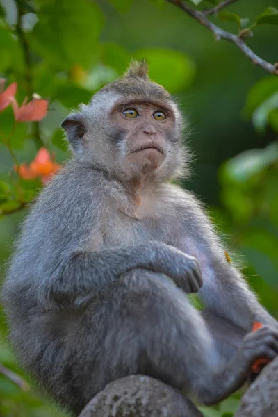 Crab eating macaque, Macaca Fascicularis Monkey Forest Ubud Bali — Stock Photo, Image