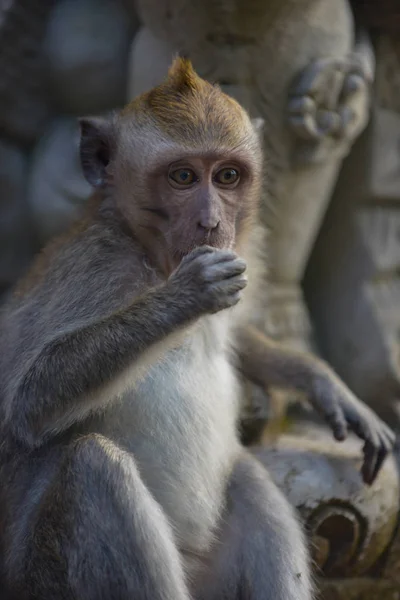 Crab eating macaque, Macaca Fascicularis Monkey Forest Ubud Bali — Stock Photo, Image