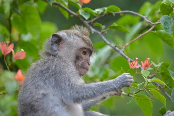 Cangrejo comiendo macaco, Macaca Fascicularis Monkey Forest Ubud Bali —  Fotos de Stock