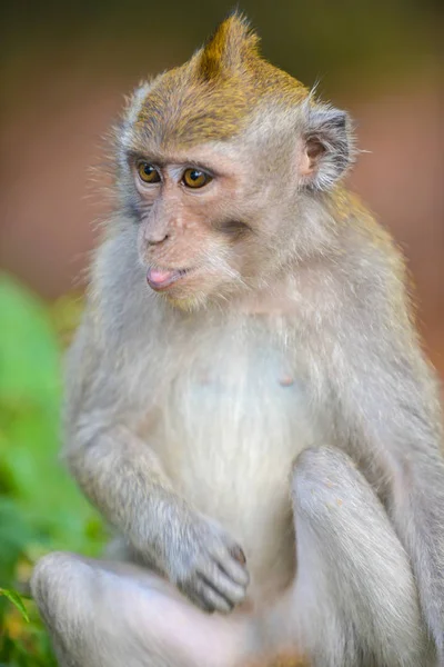 Crab eating macaque, Macaca Fascicularis Monkey Forest Ubud Bali — Stock Photo, Image