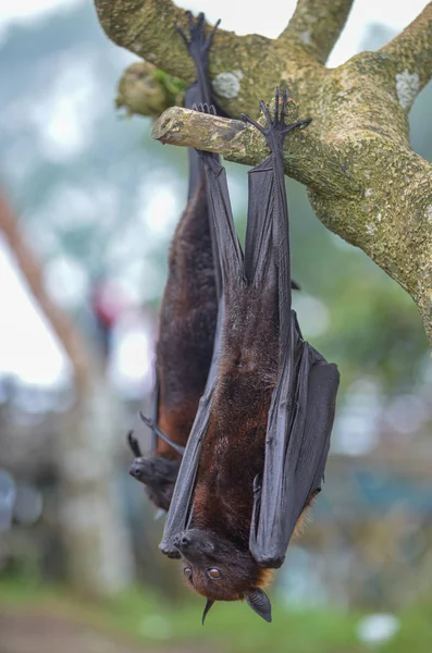 Fruit Bat Pteropus vampyrus или Large Flying Fox — стоковое фото