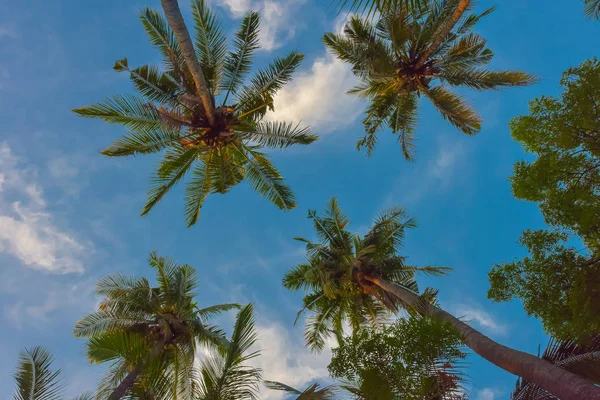 Тропические пальмы снизу под синим небом — стоковое фото