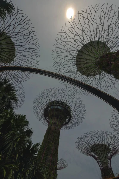 Supertree Groove, Jardín junto a la bahía, Singapur — Foto de Stock