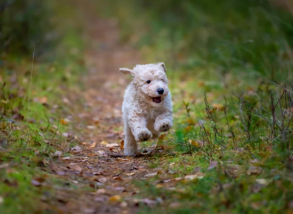 Chien Chien Chien Miniature Abricot Caniche Jouant à l'extérieur — Photo