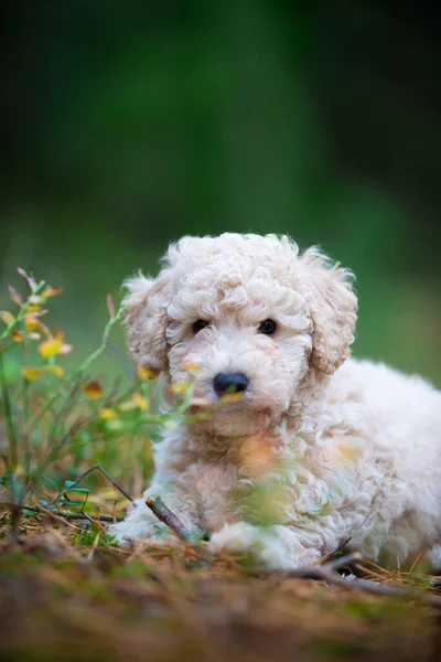 Poedel Puppy Portret Miniatuur abrikoos Poedel Puppy Kijken in — Stockfoto