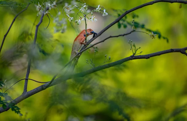 Valla Jardín Lagarto Comiendo Una Mosca Una Rama Árbol — Foto de Stock