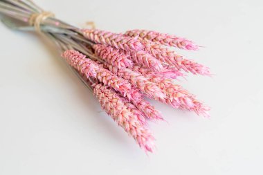 Kuru buğday kulakları güzel buket. Triticum aestivum. Dekoratif olgunlaşmış tahıl sivri grubun yakın çekim. Tarım, tarım veya gluten alerjisi fikri. Beyaz arka planda yalıtılmış.