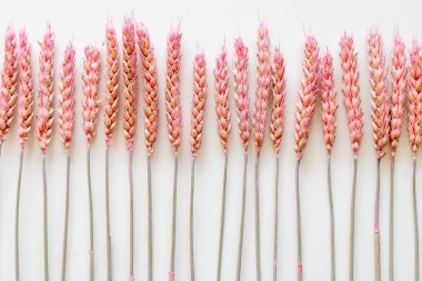 Kuru buğday kulakları güzel buket. Triticum aestivum. Dekoratif olgunlaşmış tahıl sivri grubun yakın çekim. Tarım, tarım veya gluten alerjisi fikri. Beyaz arka planda yalıtılmış.