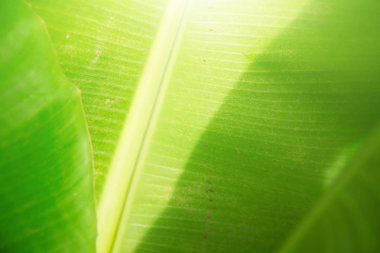 Atış muz yaprakları Tayland ile kapatın. Taze ve doğal yeşil muz yaprakları için arka plan ve doku kullanımı.