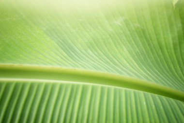 Atış muz yaprakları Tayland ile kapatın. Taze ve doğal yeşil muz yaprakları için arka plan ve doku kullanımı.