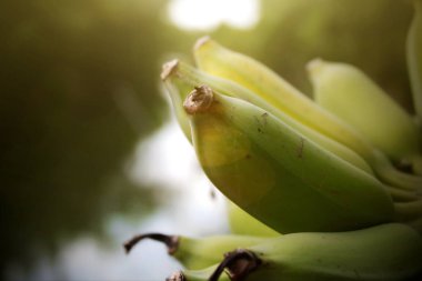 Yeşil muz meyve muz ağacı Tayland ile atış yukarıya kapatmak. 