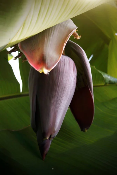 Nahaufnahme Mit Grünen Bananenfrüchten Auf Dem Bananenbaum Thailand — Stockfoto