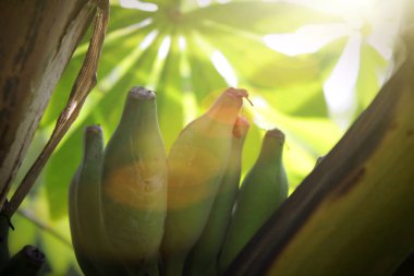 Yeşil muz meyve muz ağacı Tayland ile atış yukarıya kapatmak. 