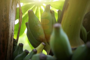 Yeşil muz meyve muz ağacı Tayland ile atış yukarıya kapatmak. 