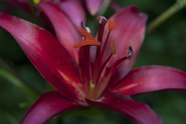 A flower of a lily of a cherry color. Stamens and pestle close-up