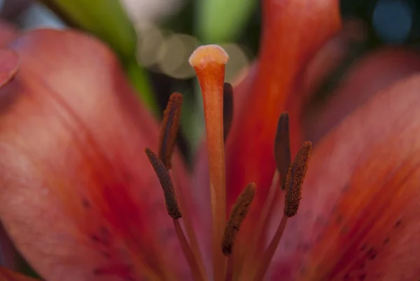 The flower of the lily is a light orange color. Stamens and pestle close-up.