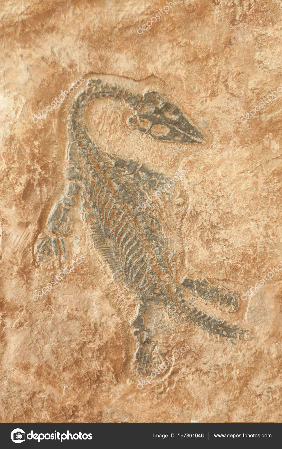 depositphotos_197861046-stock-photo-fossil-prehistoric-lizard-skeleton-rock.jpg