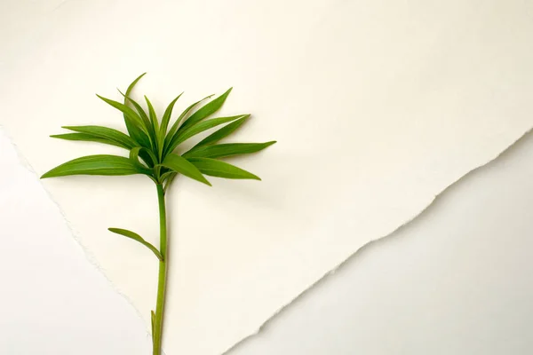 Minimal plant background concept with branch on white pastel background