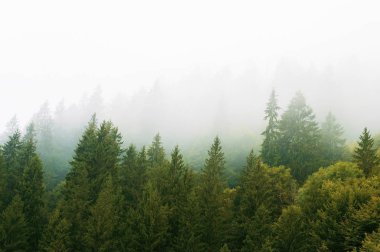  dağ yamaçları, orman, hills, sabah sis