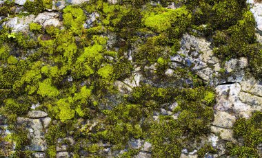  doku stone, yosun, küf, çukurların dokulu taş