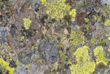 yosun yetişir taş, mikroorganizmaların kalıp, dokulu eski taş, doku arka plan, taş tatlım doku moss kalıp