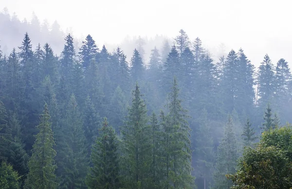 Туман Деревьях Лесу Закат Рассвет Пасмурная Погода Природа Весло Одиночество — стоковое фото