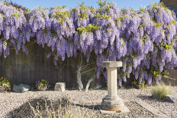 Glyzinien Strauch Voller Blüte Frühling Bedeckt Und Versteckt Einen Gartenzaun — Stockfoto