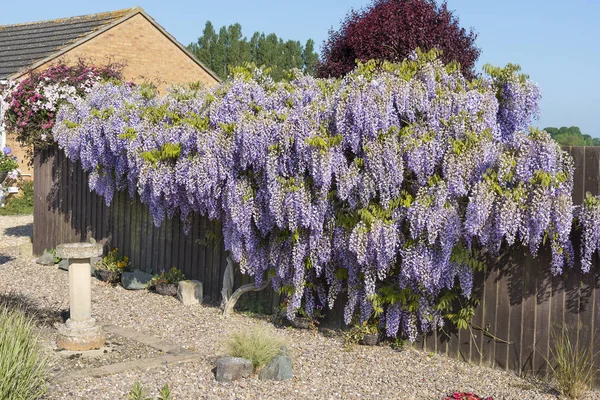 Wisteria Shrub Full Flower Springtime Covering Hiding Garden Fence — Stock Photo, Image