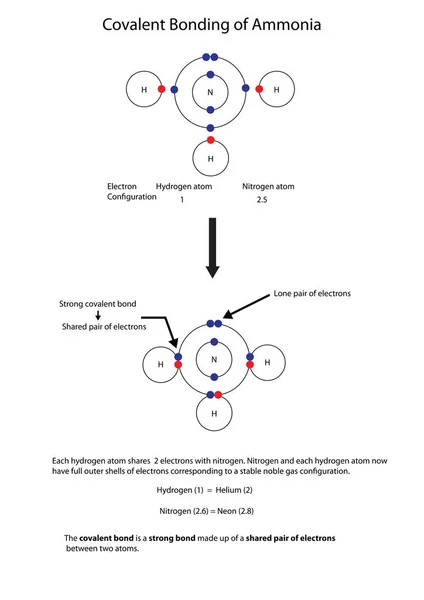 Diagrama Para Ilustrar Ligação Covalente Amónia Com Diagrama Totalmente Marcado — Vetor de Stock