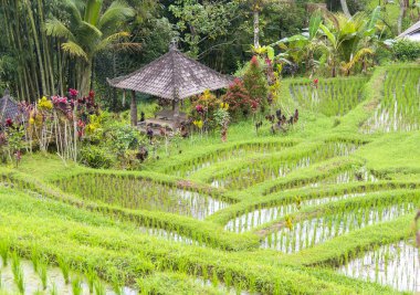 Hindu tapınak ya da tapınak bir pirinç çeltik alanına yerleştirilir. Bali Endonezya.
