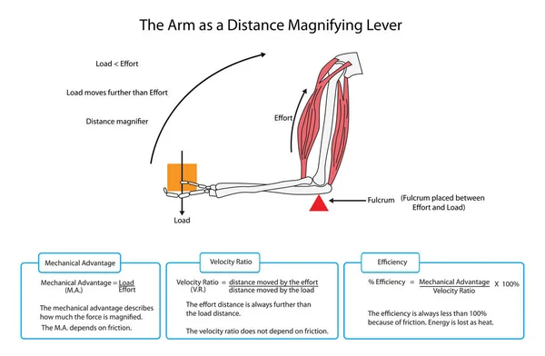 Volledig gelabelde diagram van de arm als een afstand vergroten hendel — Stockvector