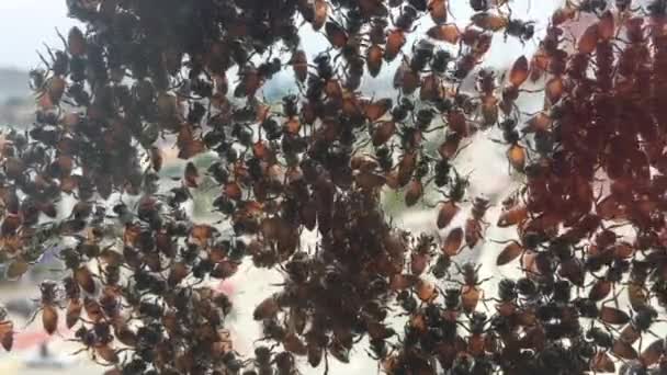 Een Groep Bijen Verbonden Aan Het Glasoppervlak Het Hoge Gebouw — Stockvideo