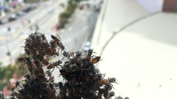 新しい生息地を探している高層ビルのガラス表面に取り付けられたミツバチのグループ — ストック動画