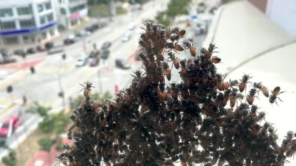 新しい生息地を探している高層ビルのガラス表面に取り付けられたミツバチのグループ — ストック動画