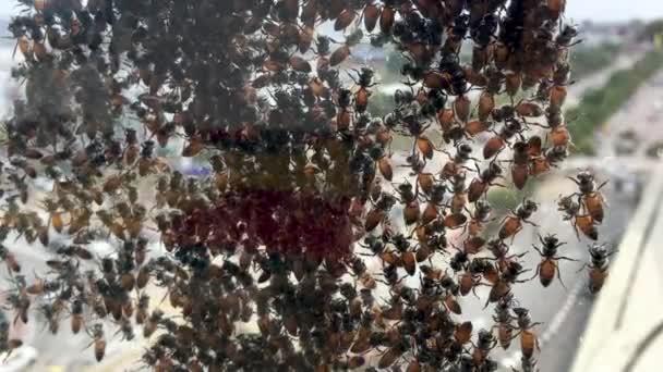 Grupa Pszczół Przymocowana Szklanej Powierzchni Wysokim Budynku Poszukując Nowego Siedliska — Wideo stockowe