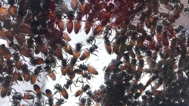 Skupina Včel Připevvacích Skleněné Ploše Vysoké Budovy Hledaje Nové Stanoviště — Stock video