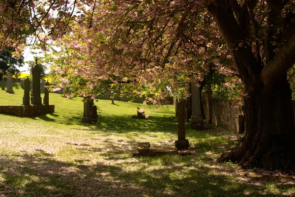 Crichton Cmentarz Midlothian Stare Drzewa Rozkwicie Różowy — Zdjęcie stockowe