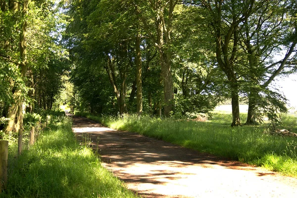 Country track in forest, Greenlaw, scotland in summer — Stock Photo, Image