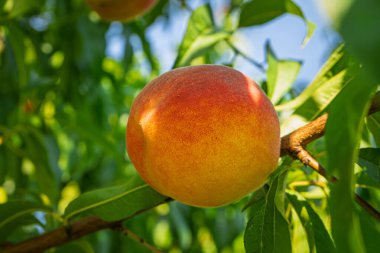 Şeftali dalında taze ve sulu şeftali. Yakın çekim..