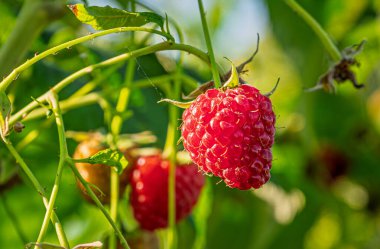 Bir dalda taze ve sulu yabani ahududu. Yakın çekim..